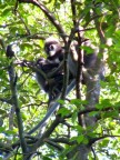 white-nosed pair with baby 5.JPG (95 KB)